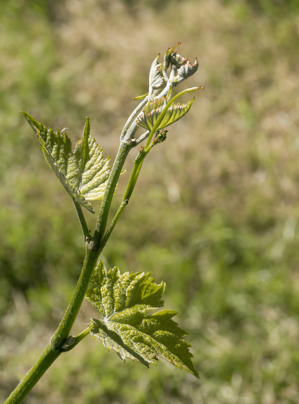 Growing a Grapevine from a Cutting — Roots in a Jar of Water