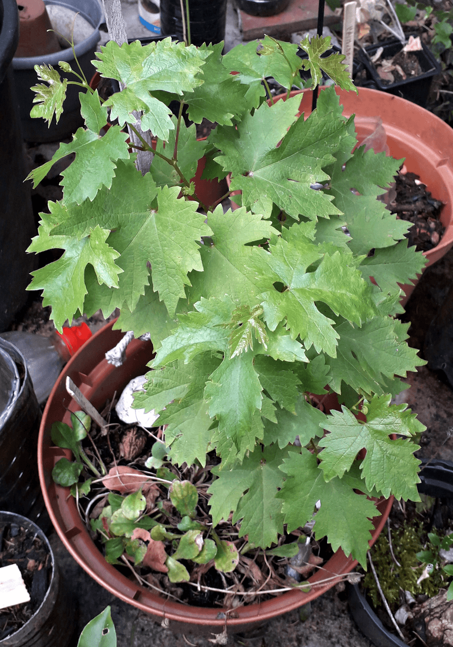 Growing Grapes from Seed — The Slow, Surprising Way