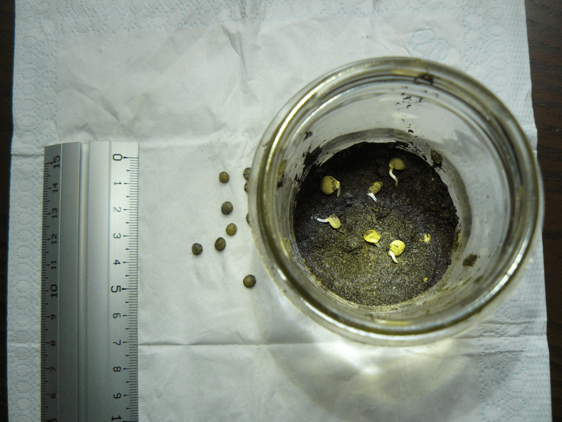 Testing Seed Viability — The Rag-Doll Germination Test