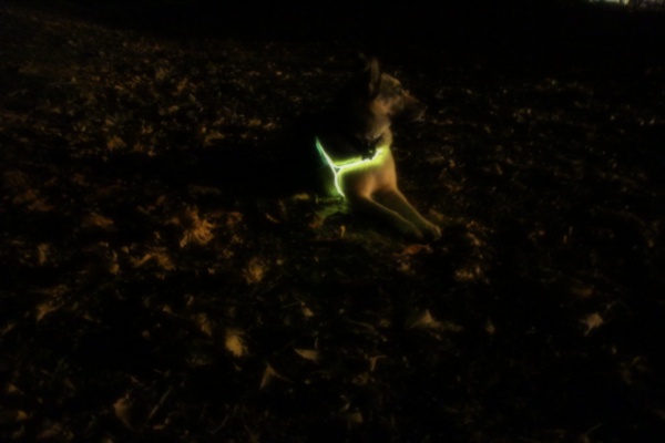 EL Wire Light-Up Dog Harness
